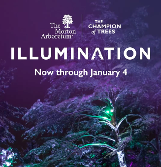 Illumination: Tree Lights at The Morton Arboretum